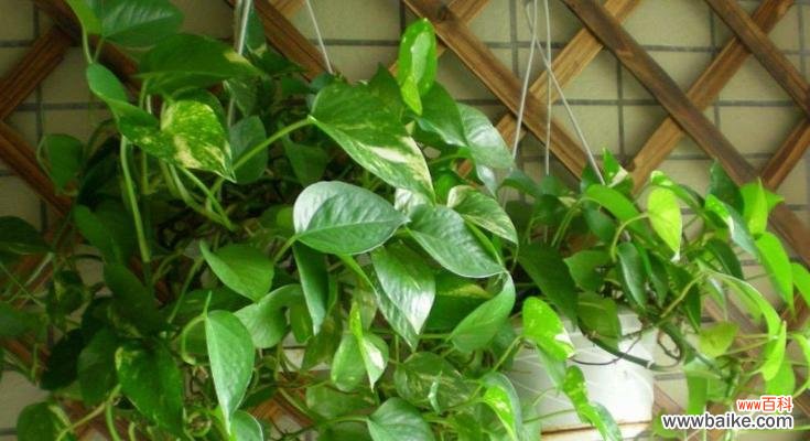 绿萝花语的象征和寓意 绿萝花语和喻意的由来