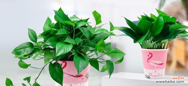 绿萝花语的象征和寓意 绿萝花语和喻意的由来