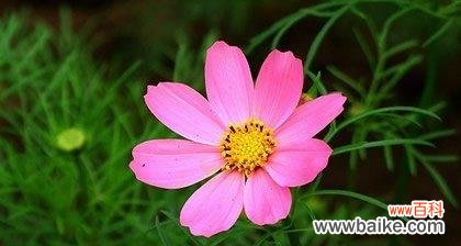 阳光下的坚持与希望 坚韧的力量