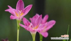 阳光下的坚持与希望 坚韧的力量