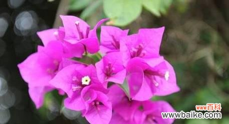 阳光下的坚持与希望 坚韧的力量