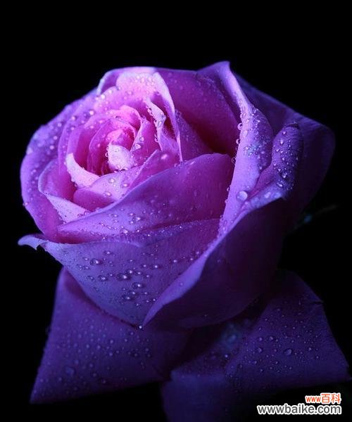 探寻黑紫色马蹄莲的花语与魅力 黑紫色马蹄莲，花开浪漫之美