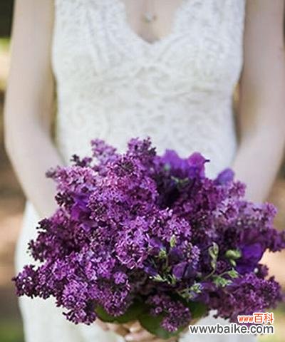 探寻黑紫色马蹄莲的花语与魅力 黑紫色马蹄莲，花开浪漫之美