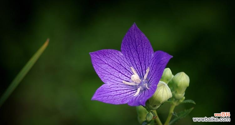 探寻黑紫色马蹄莲的花语与魅力 黑紫色马蹄莲，花开浪漫之美