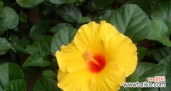 传递青春与希望的柠檬之花 青柠花语的寓意与传承