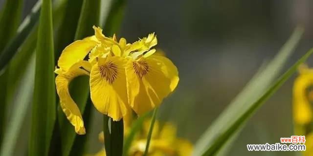 盛放在岁月里的芬芳和坚强 以孤挺花，生日花语体质虚羽