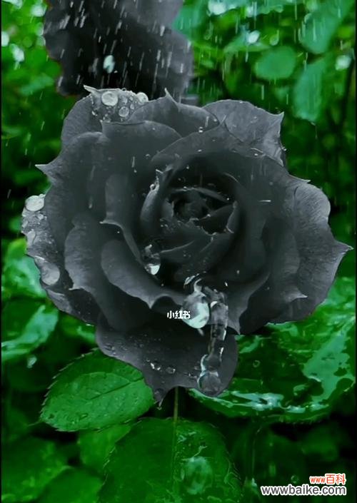 揭秘黑玫瑰的神秘与美丽 黑玫瑰的象征意义及其传说故事