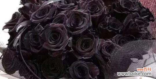 揭秘黑玫瑰的神秘与美丽 黑玫瑰的象征意义及其传说故事