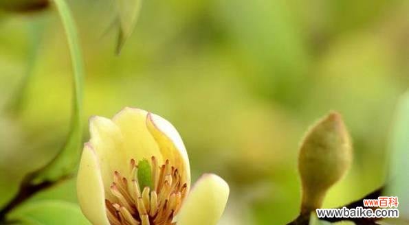 花海中的微笑 探寻以含笑花语的美丽与深意