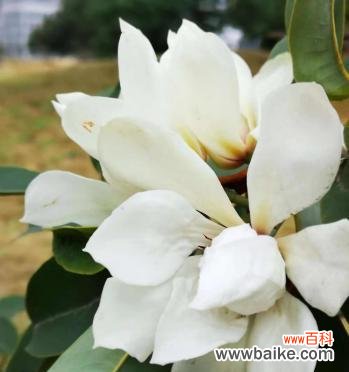 花海中的微笑 探寻以含笑花语的美丽与深意