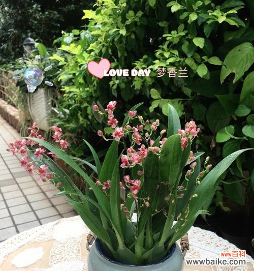 轻松愉快、忘却烦恼 无忧花的花语——传递快乐与无忧