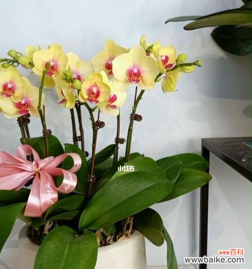 小巧灵动 迷你蝴蝶兰的花语及寓意