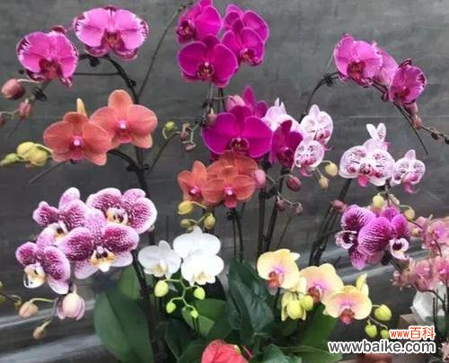 小巧灵动 迷你蝴蝶兰的花语及寓意