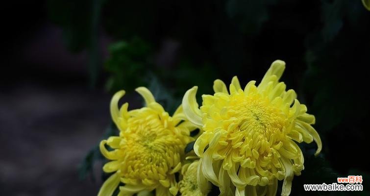 菊花的象征意义与传统使用方式 探寻菊花的寓意与文化内涵