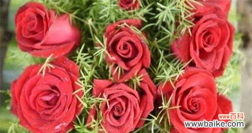 揭开玫瑰花的神秘面纱 玫瑰花的花语与意义