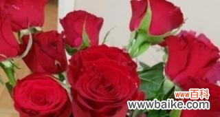 探寻玫瑰花送礼中的深层含义 两朵玫瑰花的寓意与象征意义