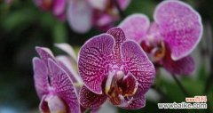 蝴蝶兰的寓意 蝴蝶兰的花语