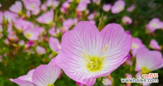 深情厚谊 以紫罗兰花为主题的挚友花语