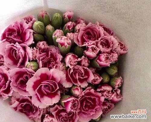 美丽 康乃馨花的品质与象征