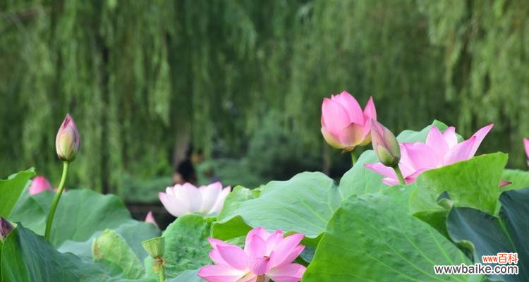 探寻玫瑰花与荷花的深层意义 花语之美