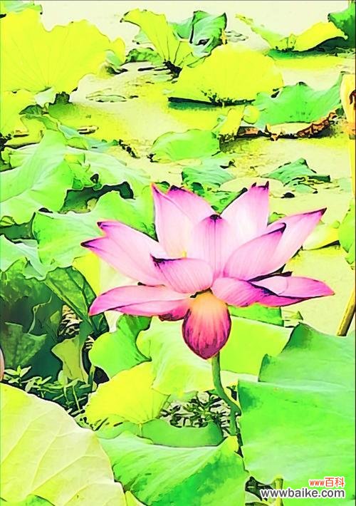 探寻玫瑰花与荷花的深层意义 花语之美