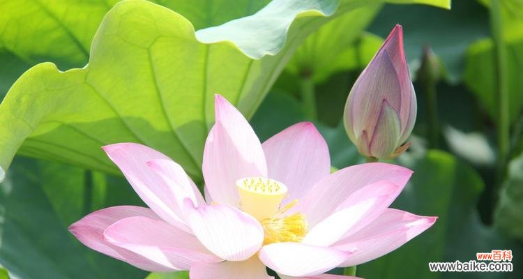 探寻玫瑰花与荷花的深层意义 花语之美