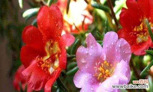 揭示以太阳花的花语 以太阳花花语