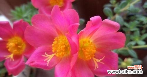 揭示以太阳花的花语 以太阳花花语