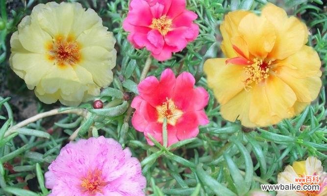 揭示以太阳花的花语 以太阳花花语