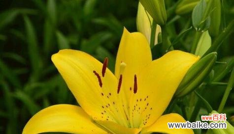 传递阳光般温暖的友谊情谊 友谊花语