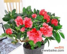 探索自然之美 养杜鹃花的寓意与意义