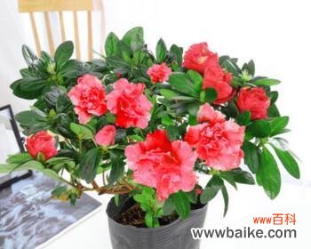 探索自然之美 养杜鹃花的寓意与意义