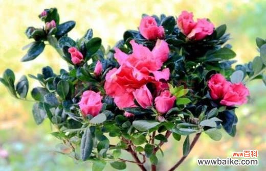 探索自然之美 养杜鹃花的寓意与意义