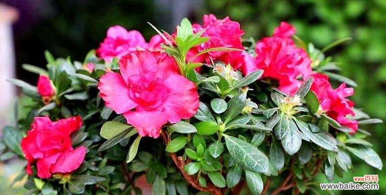 探索自然之美 养杜鹃花的寓意与意义