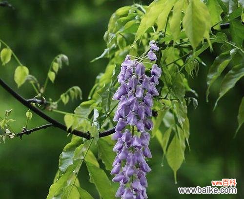 探寻紫藤花的美与哲理 紫藤花的花语与寓意