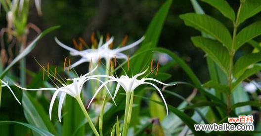 探索无忧花花语的神秘与魅力 无忧花花语的象征意义