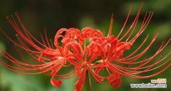 探索无忧花花语的神秘与魅力 无忧花花语的象征意义