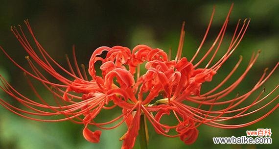 探索无忧花花语的神秘与魅力 无忧花花语的象征意义