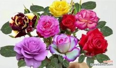 探索玫瑰花不同颜色的象征含义 玫瑰花颜色的意义