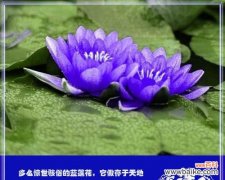 揭示蓝莲花的神秘力量 蓝莲花的象征意义与文化内涵