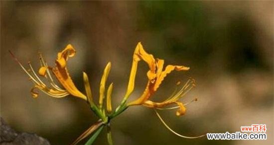 探索花朵的表情和语言 忽地笑花语