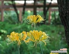 探索花朵的表情和语言 忽地笑花语