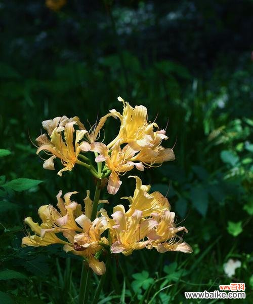 探索花朵的表情和语言 忽地笑花语