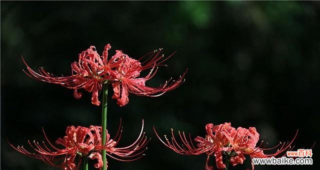 探寻彼岸花的神秘之谜 彼岸花的花语与象征意义