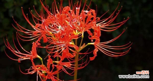 探寻彼岸花的神秘之谜 彼岸花的花语与象征意义