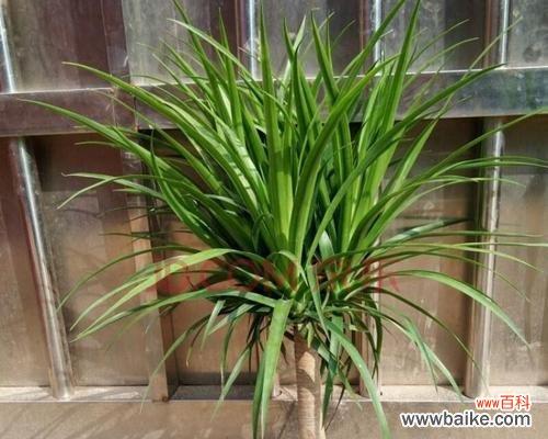 探索龙血树的意义与启示 龙血树——生命之力的象征