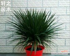 探索龙血树的意义与启示 龙血树——生命之力的象征