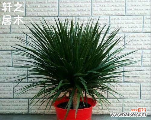 探索龙血树的意义与启示 龙血树——生命之力的象征