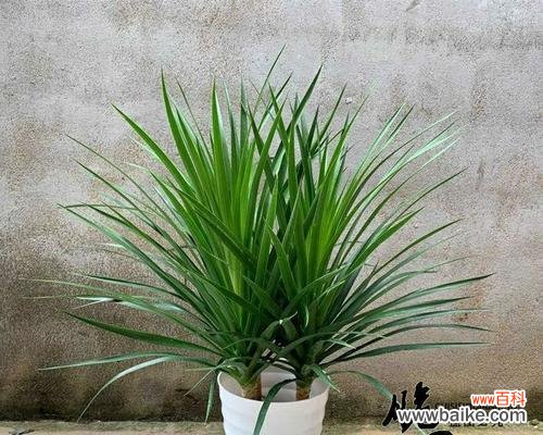 探索龙血树的意义与启示 龙血树——生命之力的象征