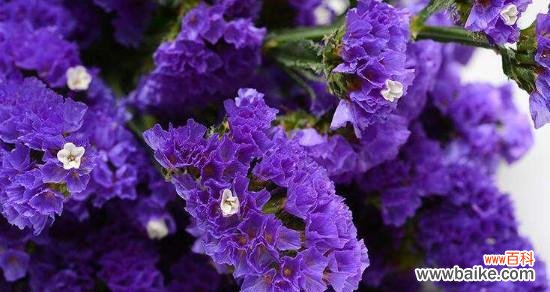 浓情厚谊绽放的花海 勿忘我,永恒的爱